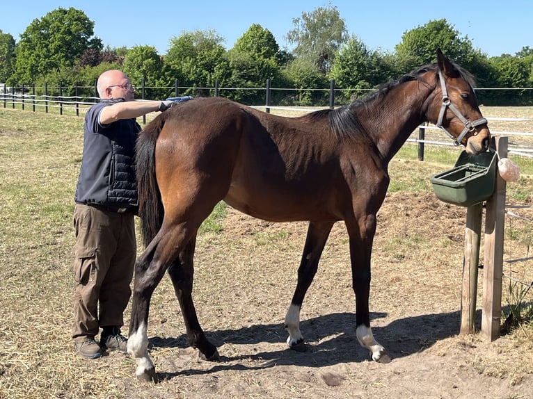 Oldenburg Mare 1 year Bay-Dark in Garrel