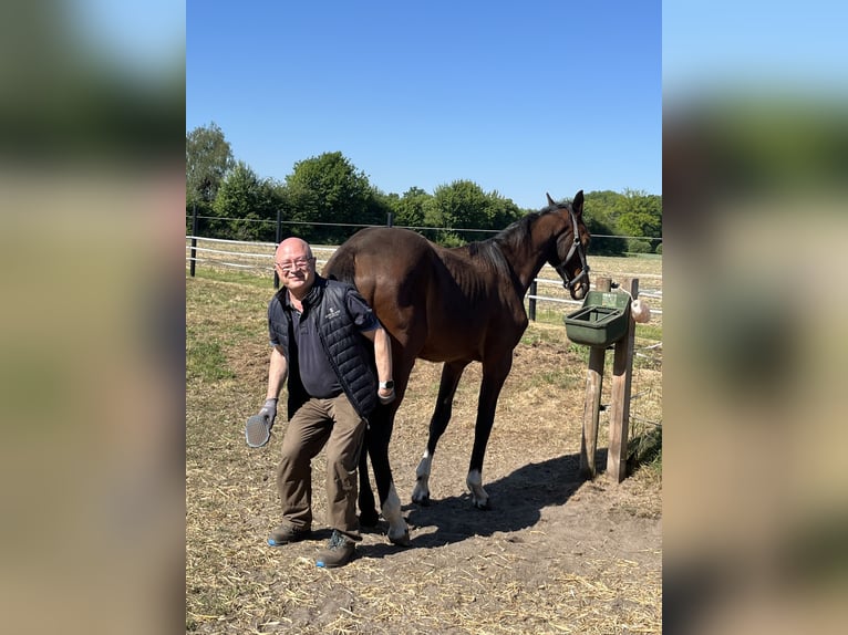 Oldenburg Mare 1 year Bay-Dark in Garrel