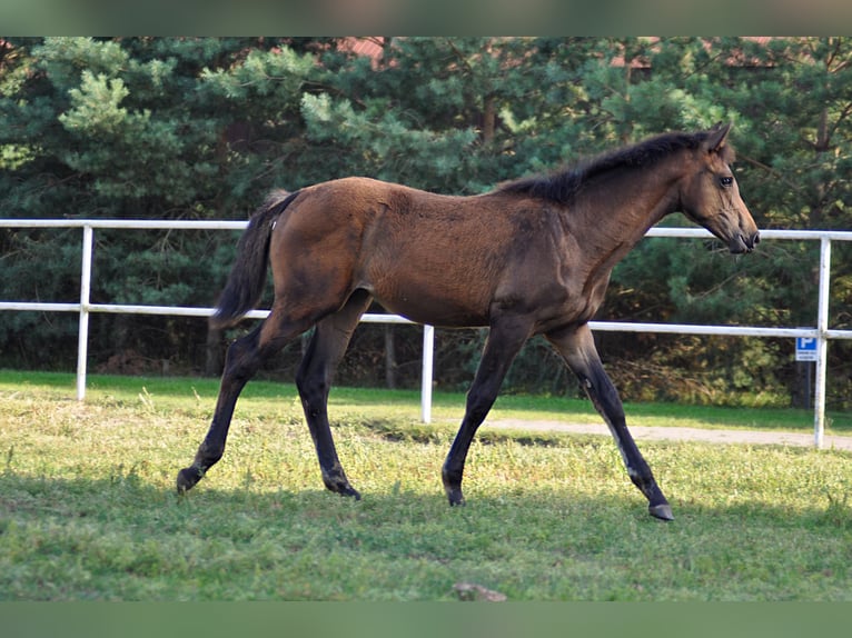 Oldenburg Mare 1 year Bay-Dark in Grabówka