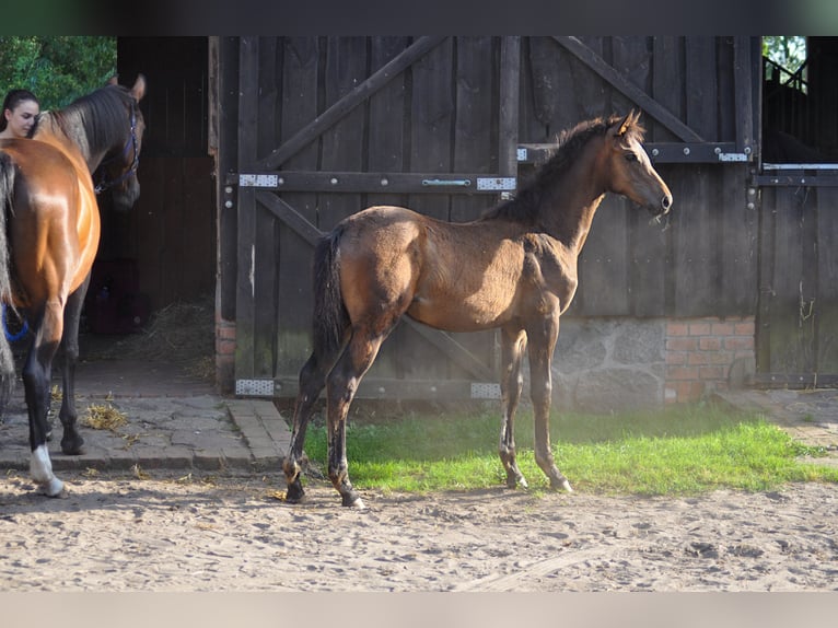 Oldenburg Mare 1 year Bay-Dark in Grabówka