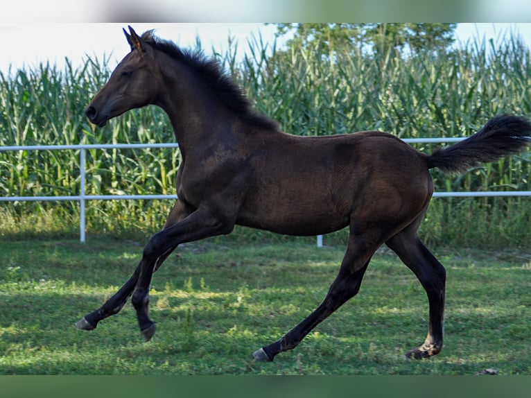 Oldenburg Mare 1 year Bay-Dark in Grabówka