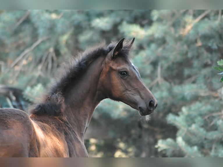 Oldenburg Mare 1 year Bay-Dark in Grabówka