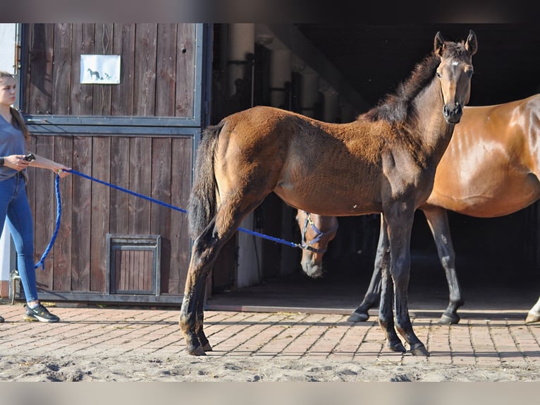 Oldenburg Mare 1 year Bay-Dark in Grabówka