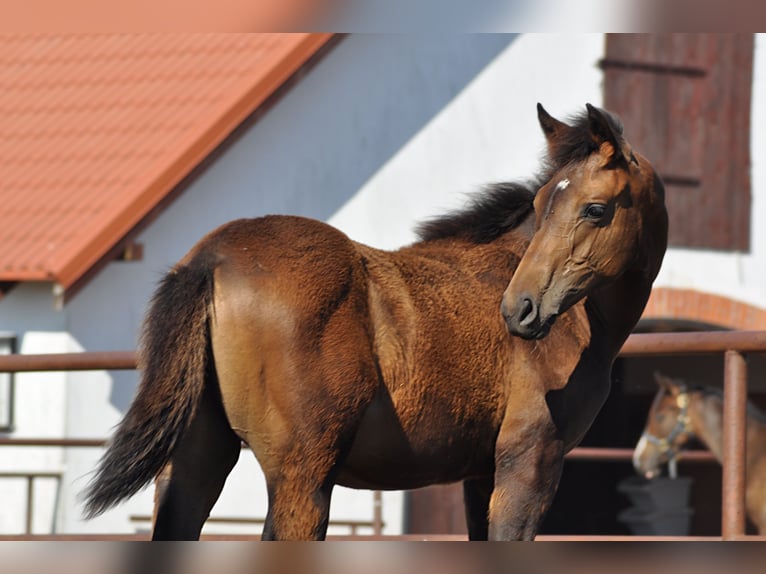 Oldenburg Mare 1 year Bay-Dark in Grabówka