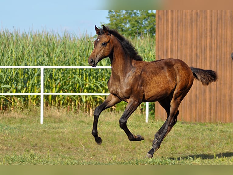 Oldenburg Mare 1 year Bay-Dark in Grabówka