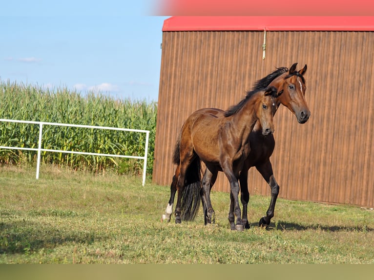 Oldenburg Mare 1 year Bay-Dark in Grabówka