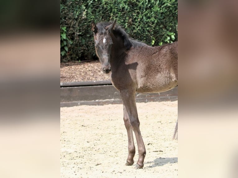 Oldenburg Mare 1 year Black in Bönen