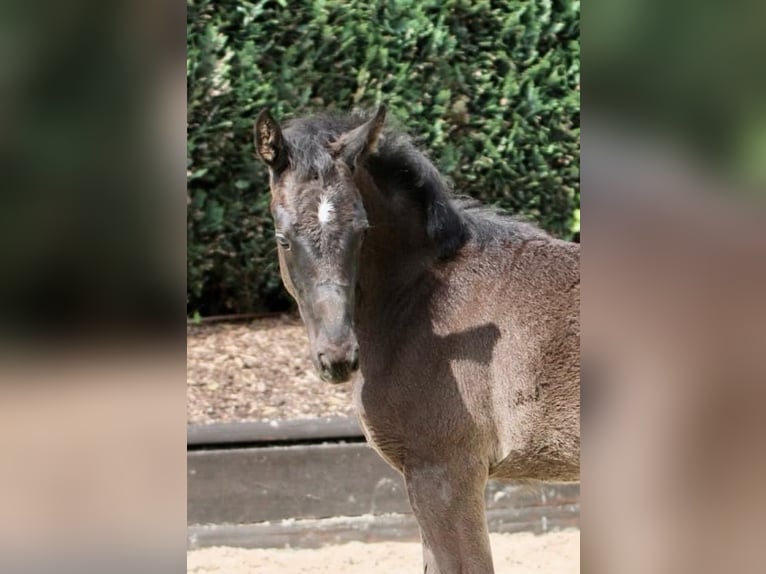 Oldenburg Mare 1 year Black in Bönen