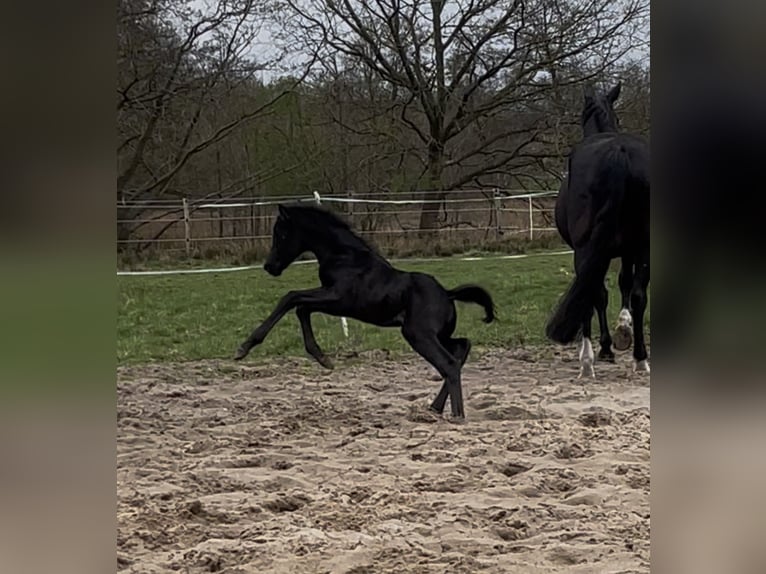 Oldenburg Mare 1 year Black in Breklum