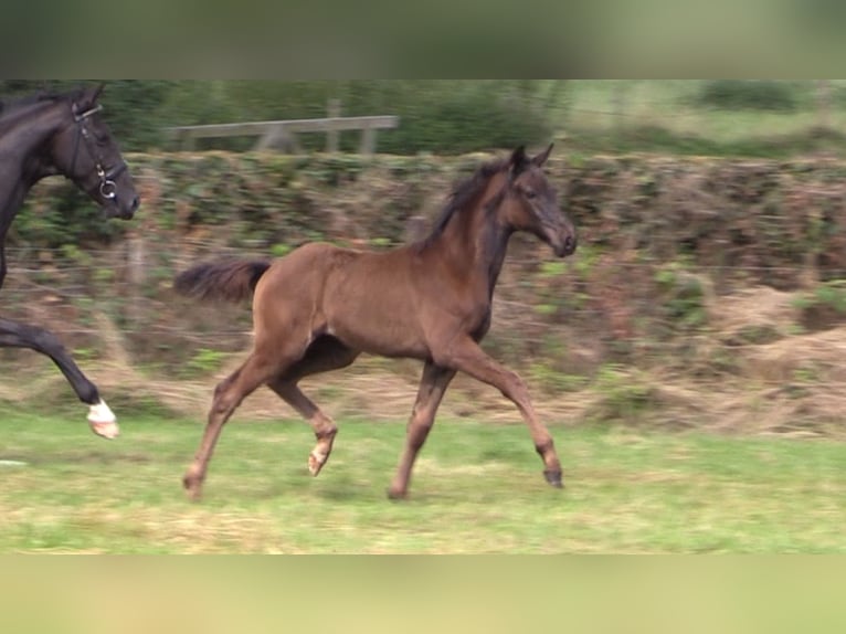 Oldenburg Mare 1 year Black in Cloppenburg