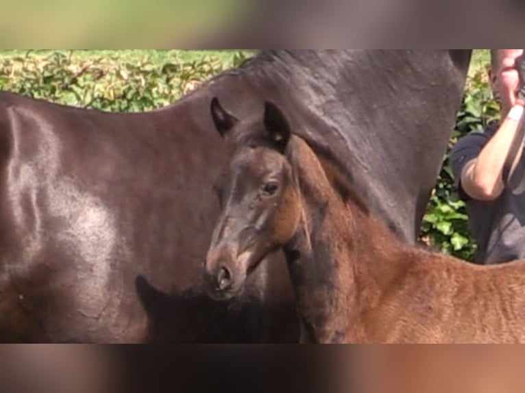 Oldenburg Mare 1 year Black in Cloppenburg