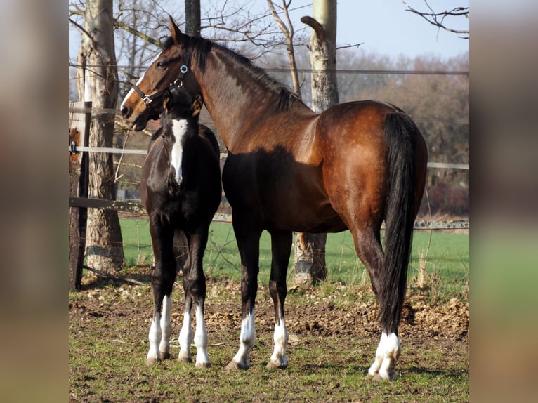Oldenburg Mare 1 year Black in Bramsche