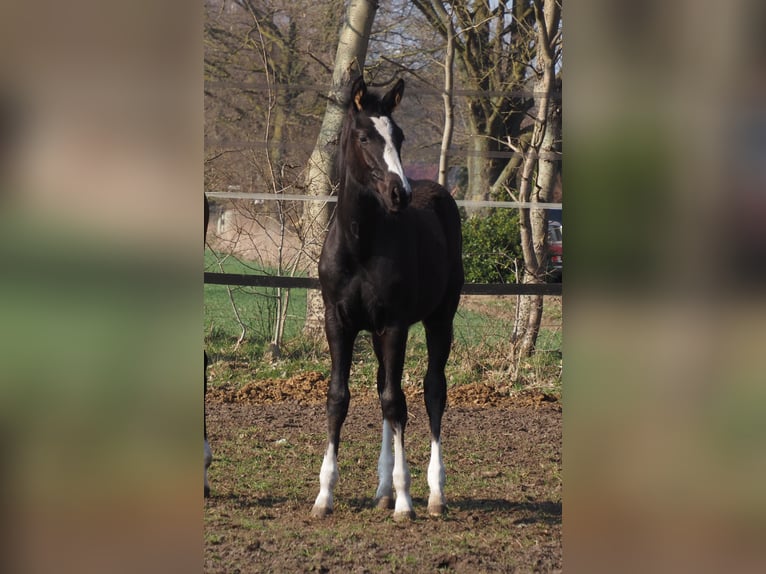 Oldenburg Mare 1 year Black in Bramsche