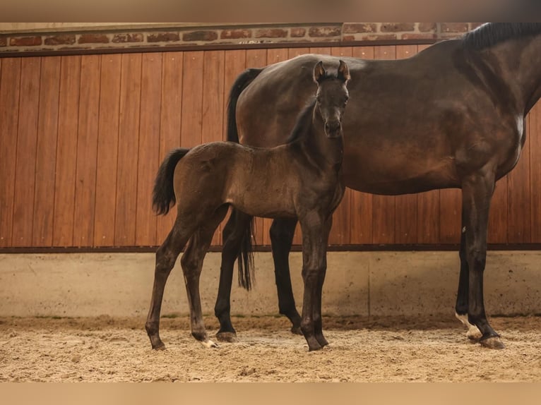 Oldenburg Mare 1 year Black in Großenkneten