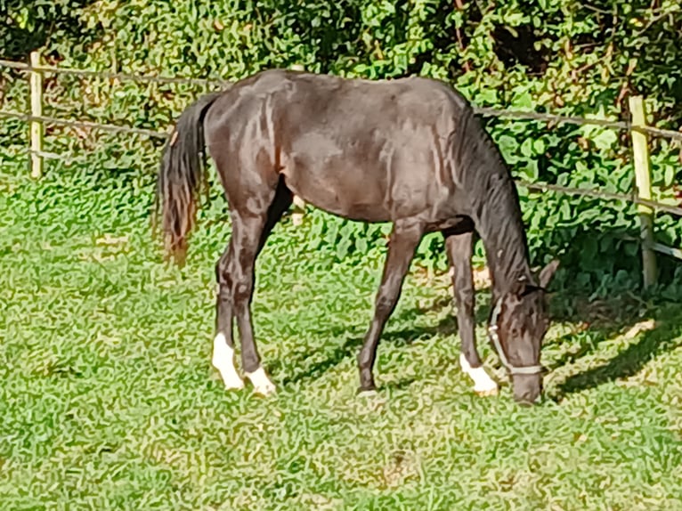 Oldenburg Mare 1 year Black in Wülfrath