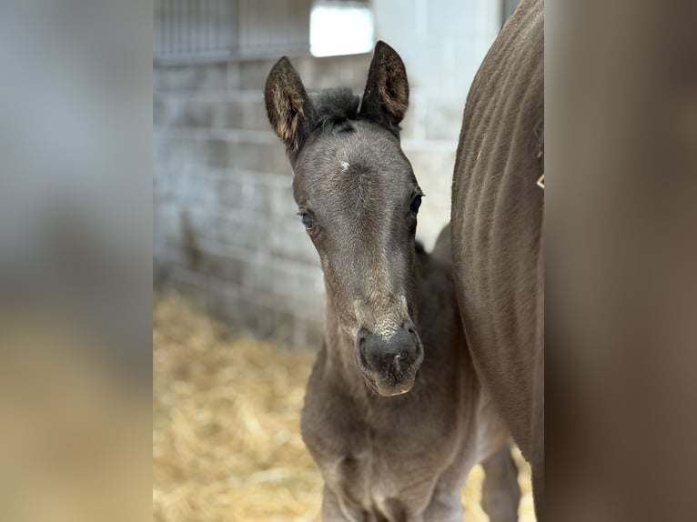Oldenburg Mare 1 year Black in Fuendetodos