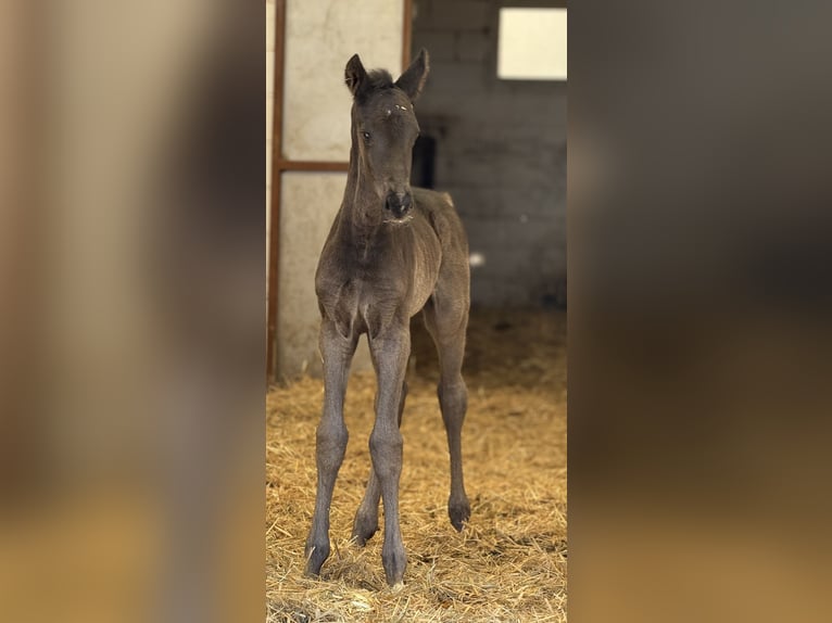 Oldenburg Mare 1 year Black in Fuendetodos