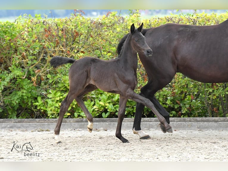 Oldenburg Mare 1 year Black in Ganderkesee