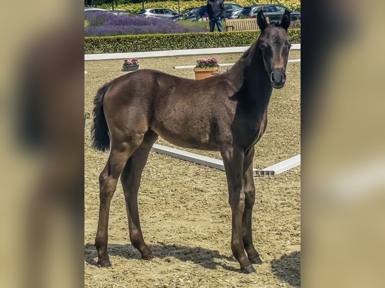 Oldenburg Mare 1 year Black in Isernhagen