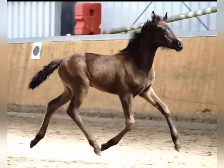 Oldenburg Mare 1 year Black in Isernhagen