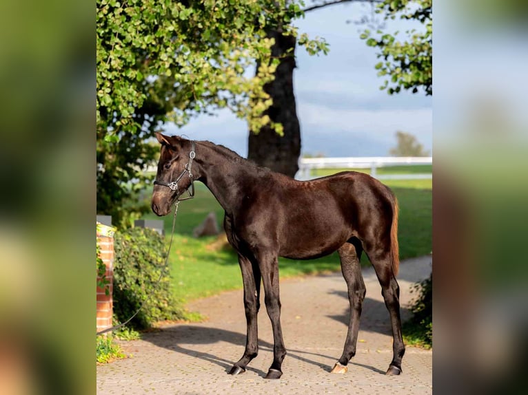 Oldenburg Mare 1 year Black in Niezabyszewo