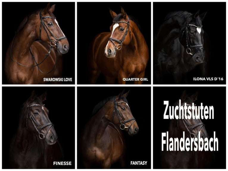 Oldenburg Mare 1 year Black in Wülfrath