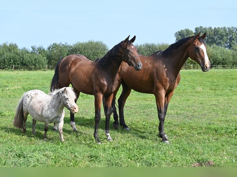 Oldenburg Mare 1 year Brown in Rethem