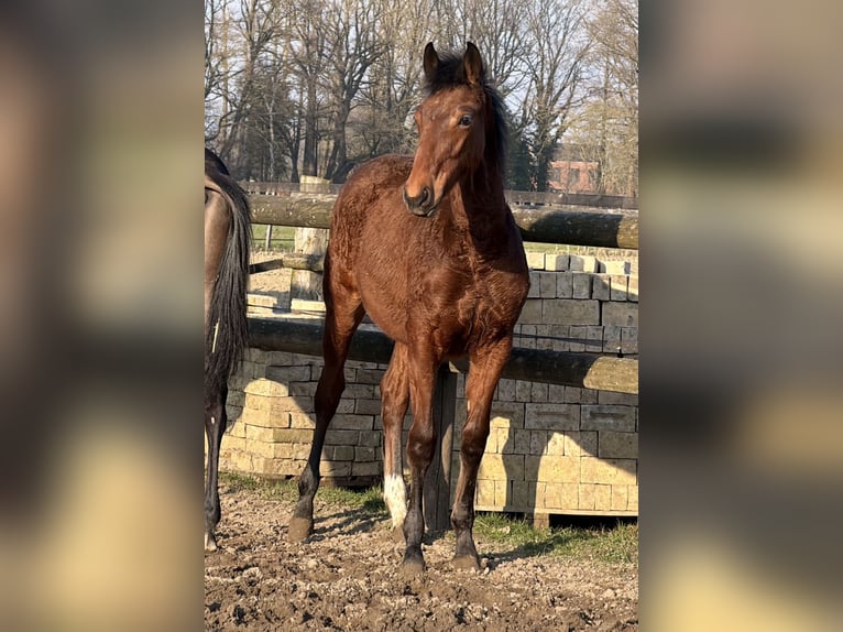 Oldenburg Mare 1 year Brown in Bramsche