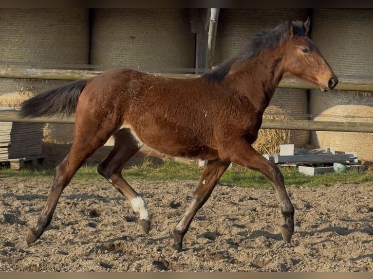 Oldenburg Mare 1 year Brown in Bramsche
