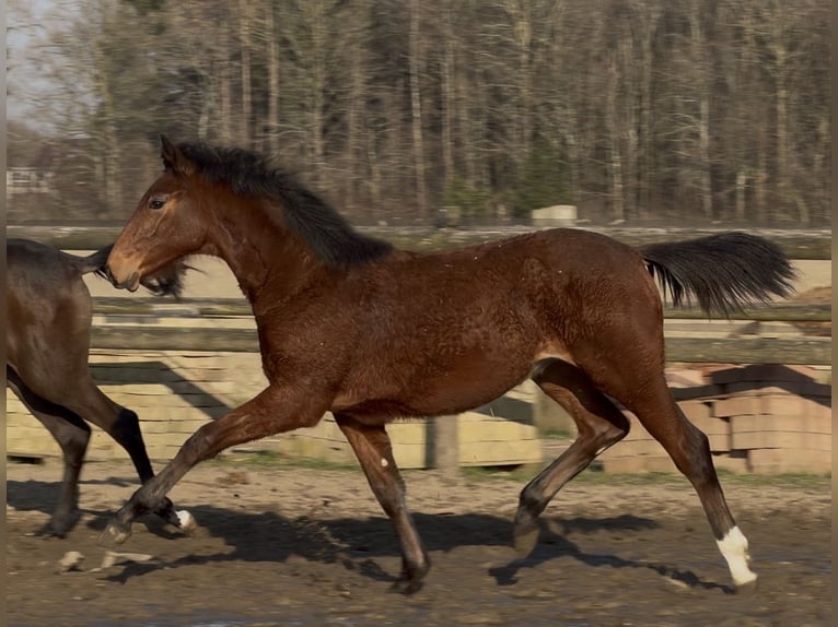 Oldenburg Mare 1 year Brown in Bramsche