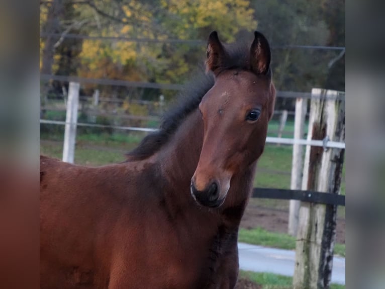 Oldenburg Mare 1 year Brown in Bramsche