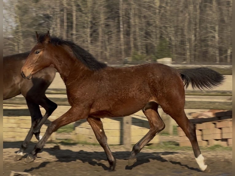 Oldenburg Mare 1 year Brown in Bramsche