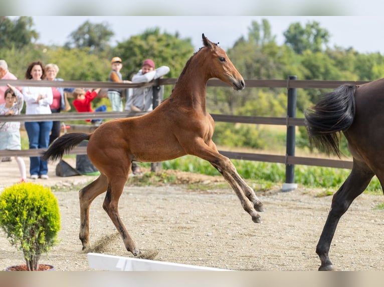 Oldenburg Mare 1 year Brown in Laupersdorf