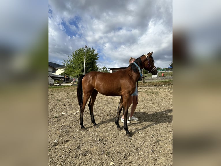 Oldenburg Mare 1 year Brown in Laupersdorf
