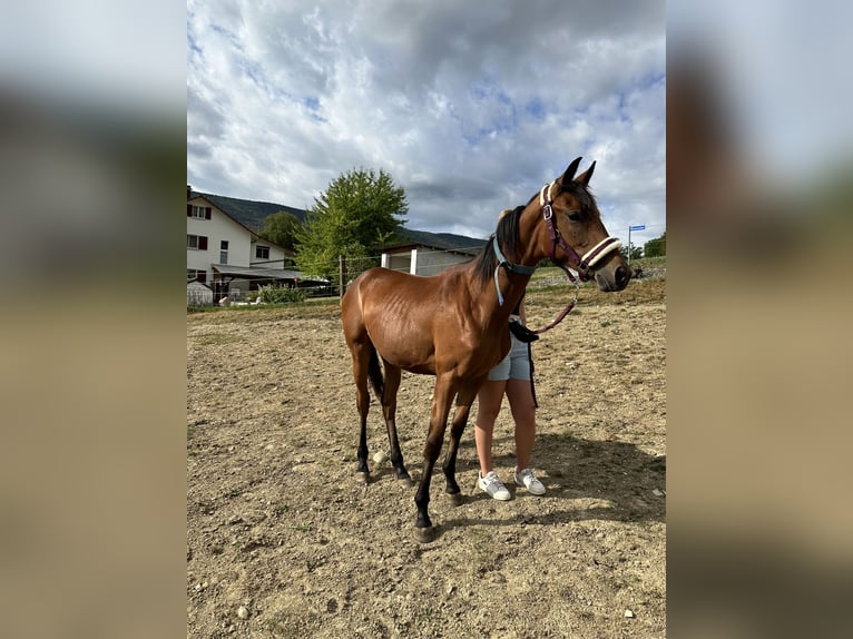 Oldenburg Mare 1 year Brown in Laupersdorf