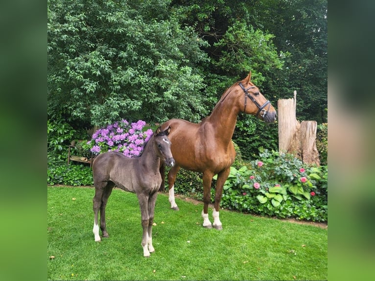 Oldenburg Mare 1 year Brown in Löningen