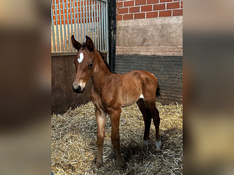 Oldenburg Mare 1 year Brown in Ostbevern