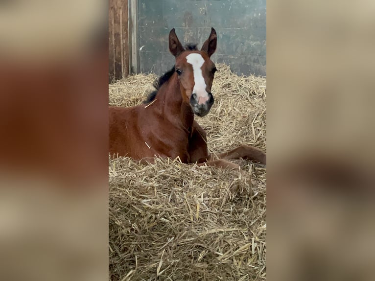 Oldenburg Mare 1 year Brown in Petershagen
