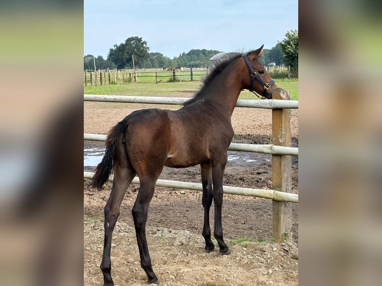 Oldenburg Mare 1 year Brown in Winsen (Luhe)