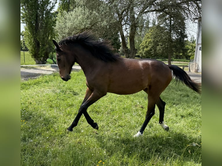 Oldenburg Mare 1 year Brown in Bu&#x161;ovice