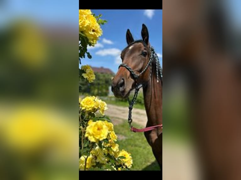 Oldenburg Mare 1 year Brown in Ornontowice