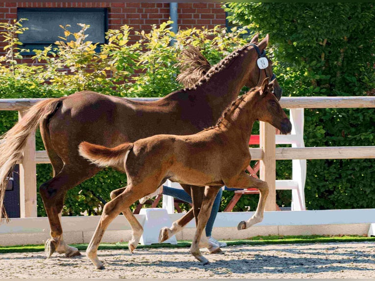 Oldenburg Mare 1 year Chestnut in Gro&#xDF;heide