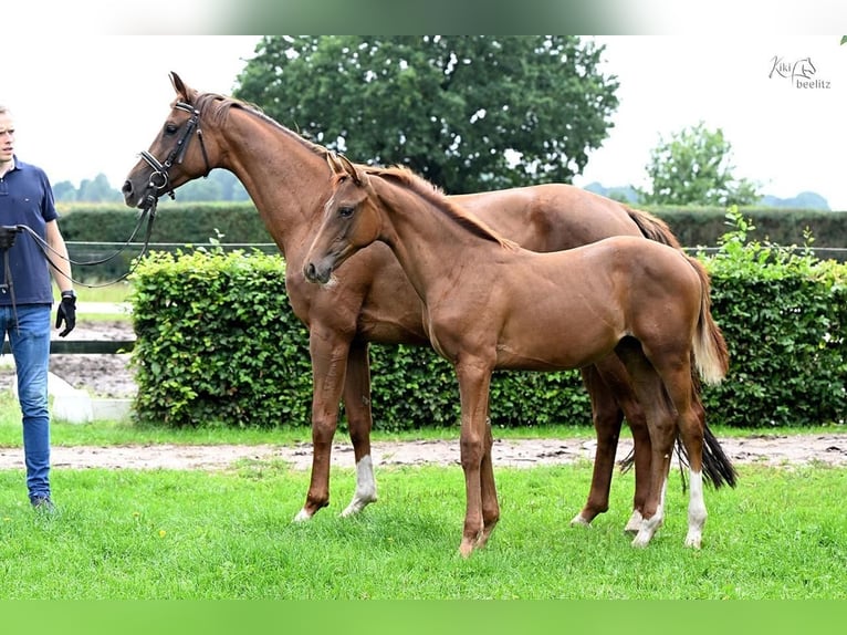 Oldenburg Mare 1 year Chestnut in Werlte