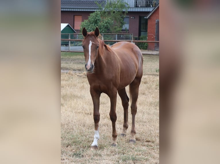 Oldenburg Mare 1 year Chestnut in Lohne (Oldenburg)