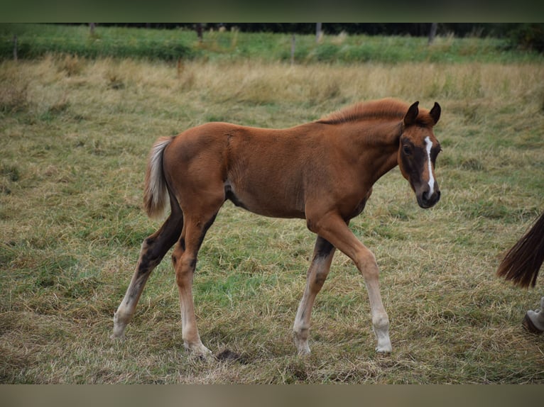Oldenburg Mare 1 year Chestnut-Red in breendonk