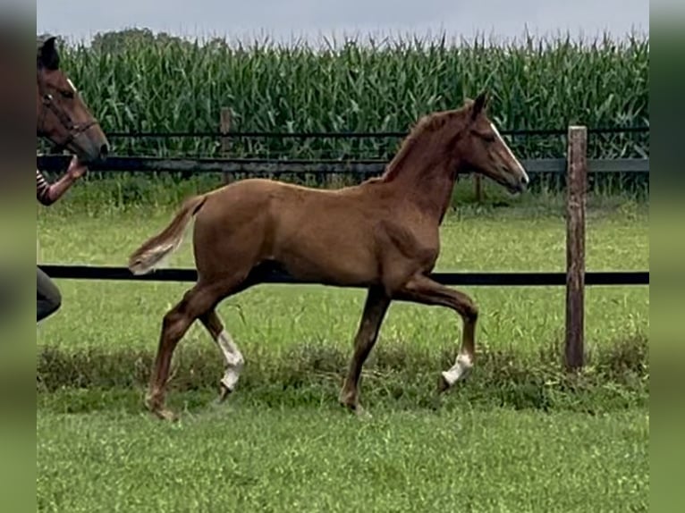 Oldenburg Mare 1 year Chestnut-Red in Lastrup