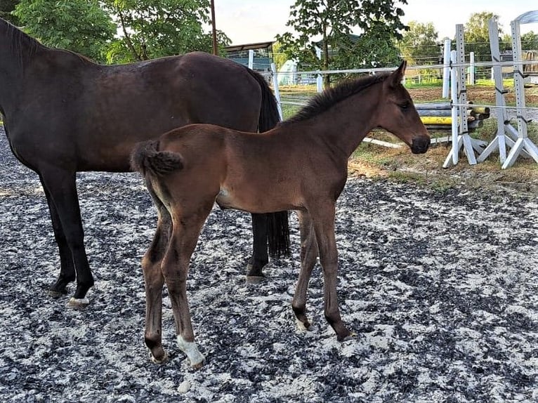 Oldenburg Mare 1 year in Hankensbüttel