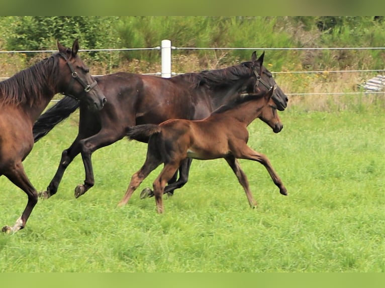 Oldenburg Mare 1 year in Hankensbüttel