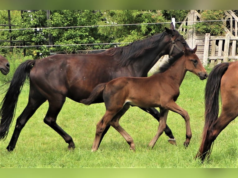 Oldenburg Mare 1 year in Hankensbüttel