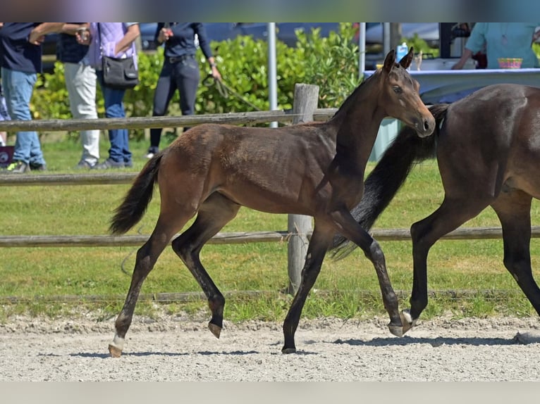 Oldenburg Mare 1 year in Helferskirchen